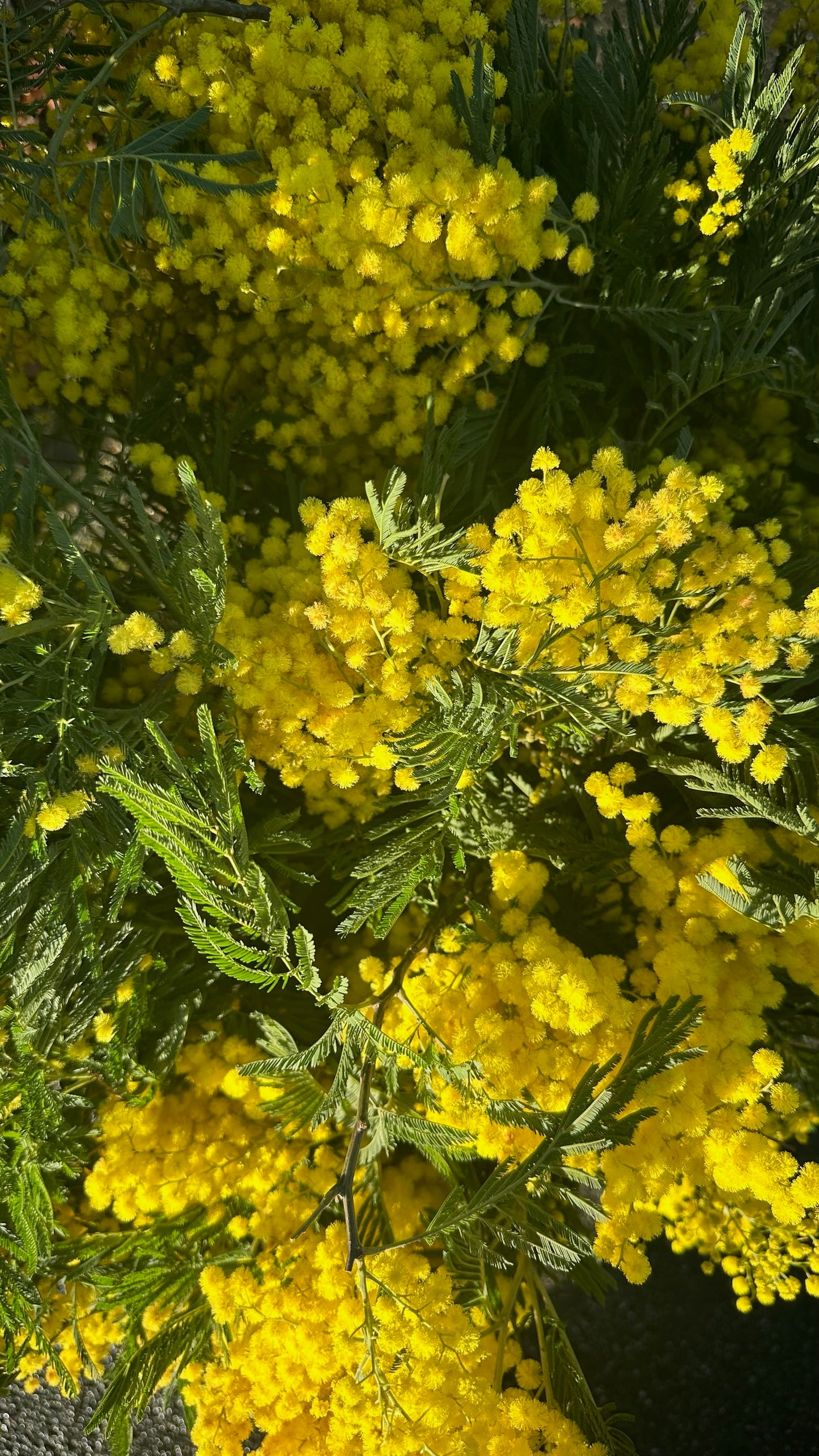 Mimosa bunches