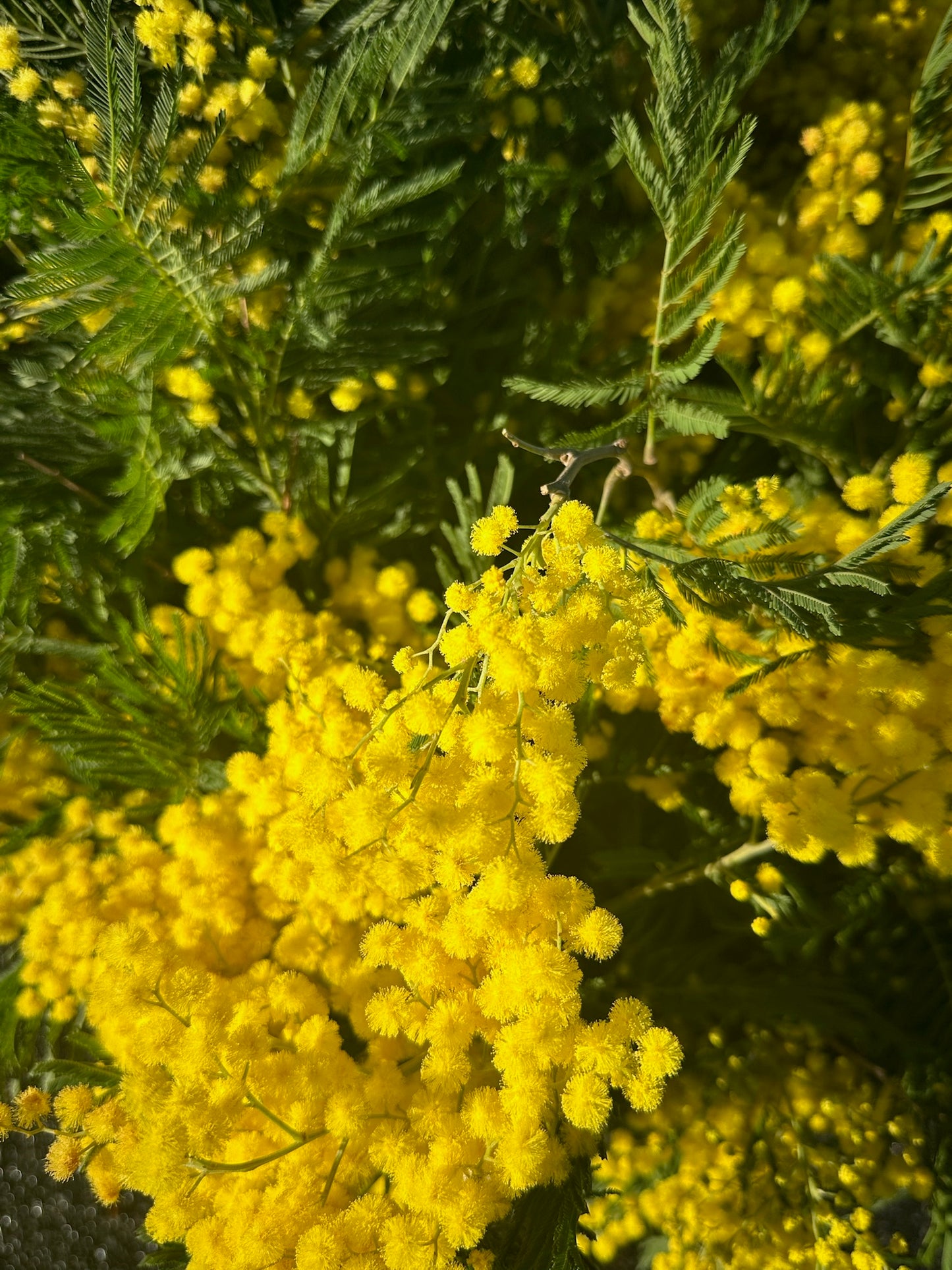 Mimosa bunches