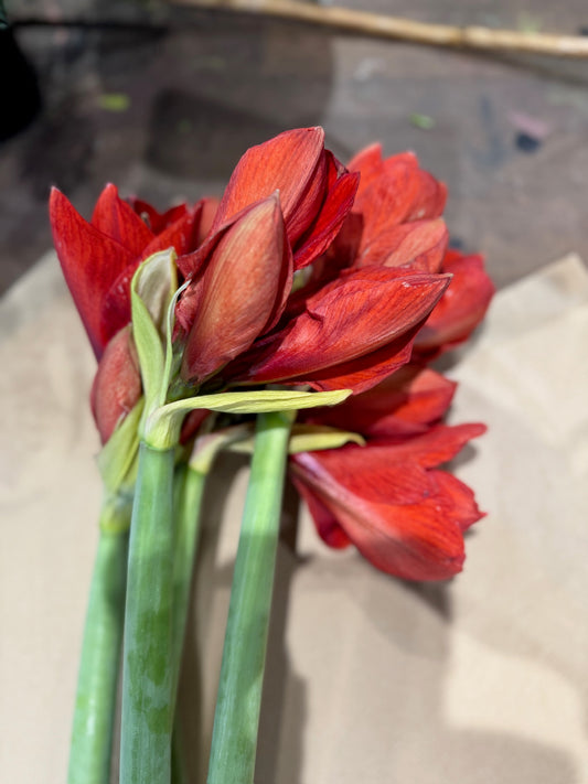 Amaryllis Bunches